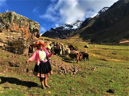 Llama Lares Trek with Green Peru Adventures